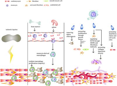 The Roles of Macrophages in Heart Regeneration and Repair After Injury